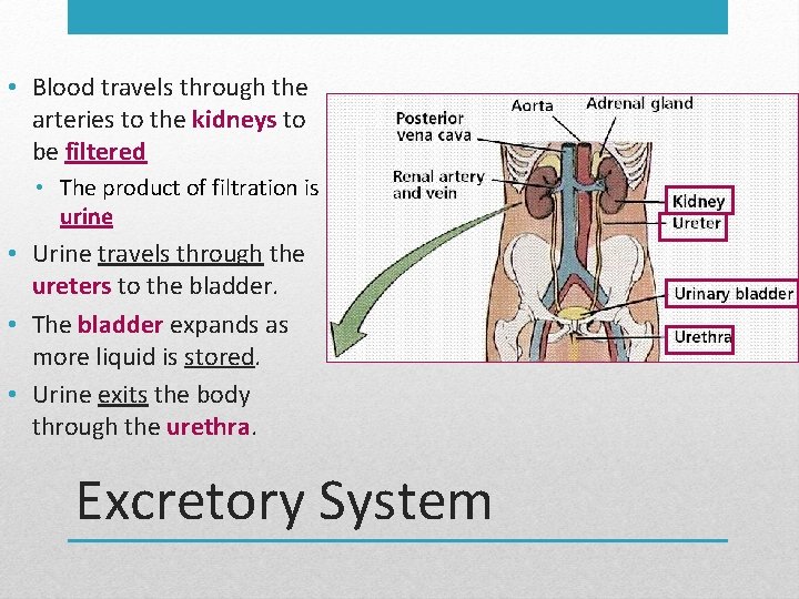  • Blood travels through the arteries to the kidneys to be filtered •