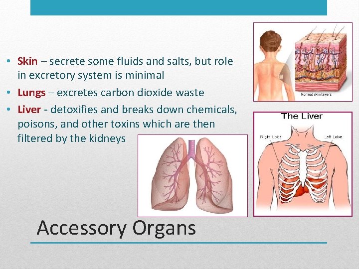  • Skin – secrete some fluids and salts, but role in excretory system