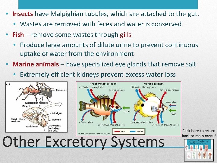  • Insects have Malpighian tubules, which are attached to the gut. • Wastes