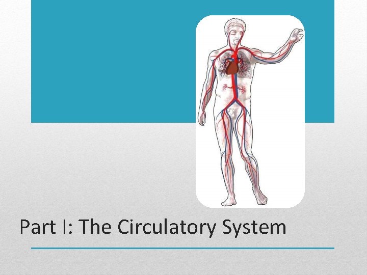 Part I: The Circulatory System 