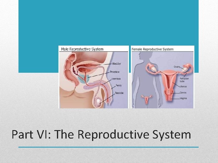 Part VI: The Reproductive System 