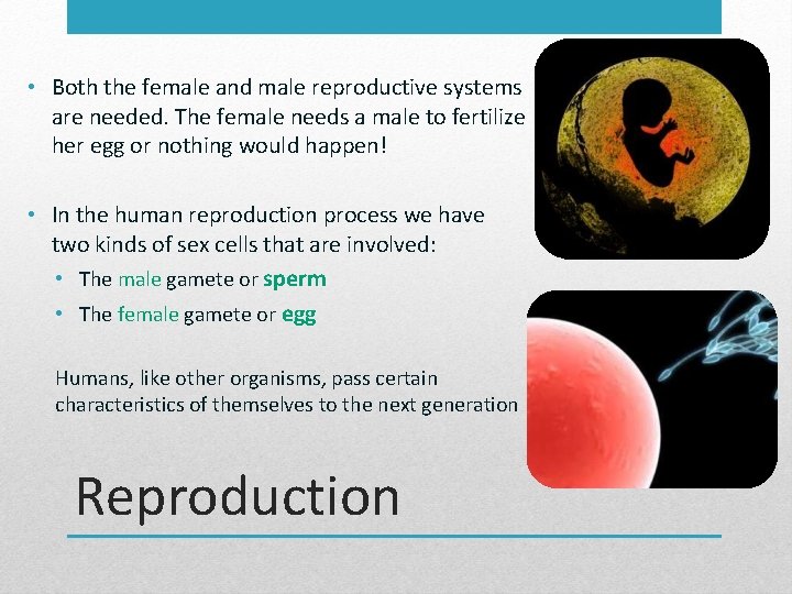  • Both the female and male reproductive systems are needed. The female needs