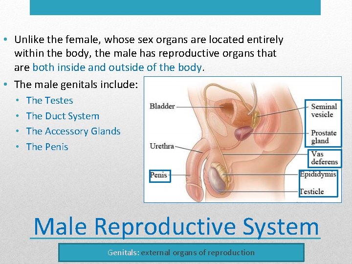  • Unlike the female, whose sex organs are located entirely within the body,
