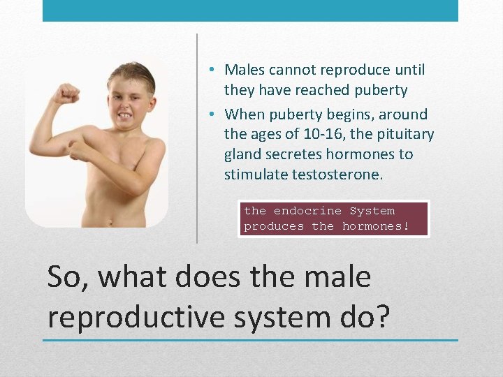  • Males cannot reproduce until they have reached puberty • When puberty begins,