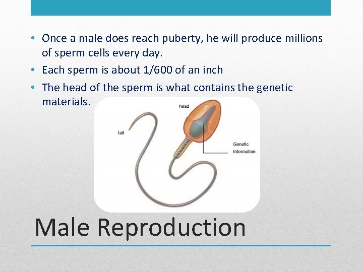  • Once a male does reach puberty, he will produce millions of sperm