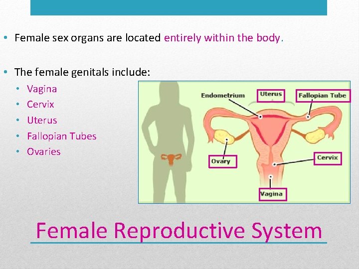  • Female sex organs are located entirely within the body. • The female