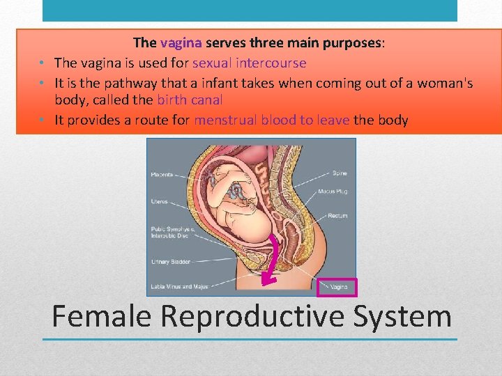 The vagina serves three main purposes: • The vagina is used for sexual intercourse