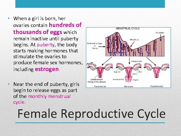  • When a girl is born, her ovaries contain hundreds of thousands of