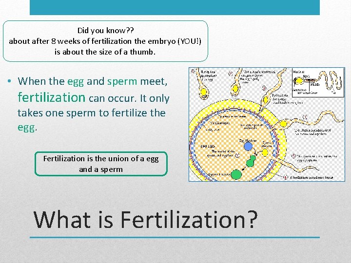 Did you know? ? about after 8 weeks of fertilization the embryo (YOU!) is