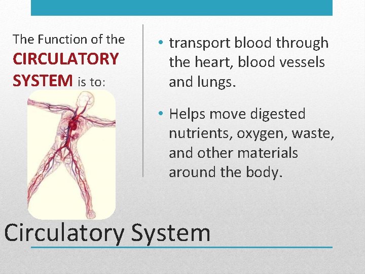 The Function of the CIRCULATORY SYSTEM is to: • transport blood through the heart,