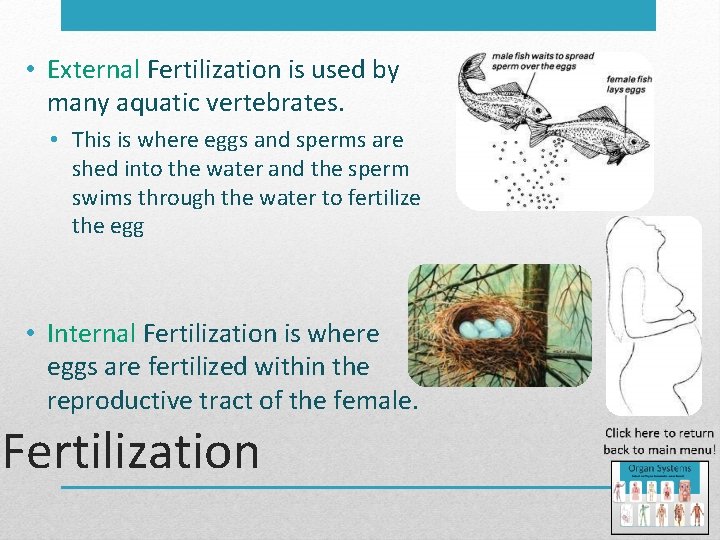  • External Fertilization is used by many aquatic vertebrates. • This is where