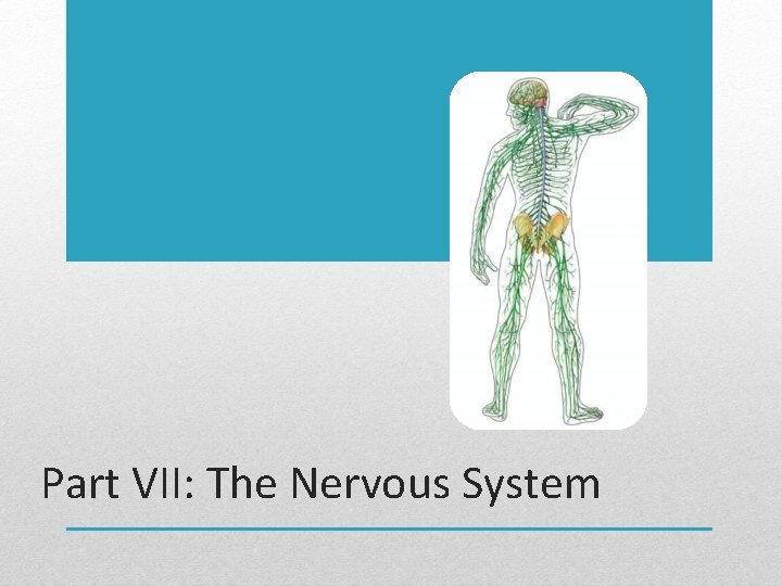 Part VII: The Nervous System 