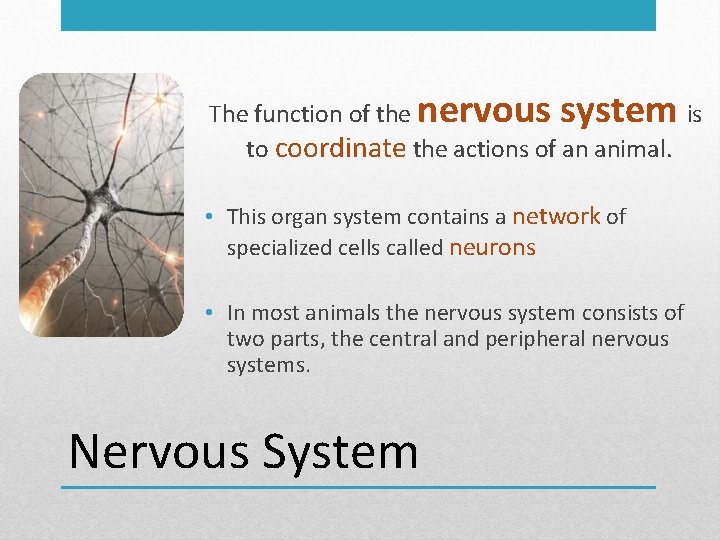 The function of the nervous system is to coordinate the actions of an animal.