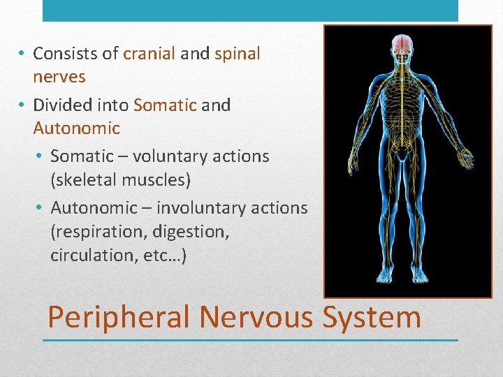  • Consists of cranial and spinal nerves • Divided into Somatic and Autonomic