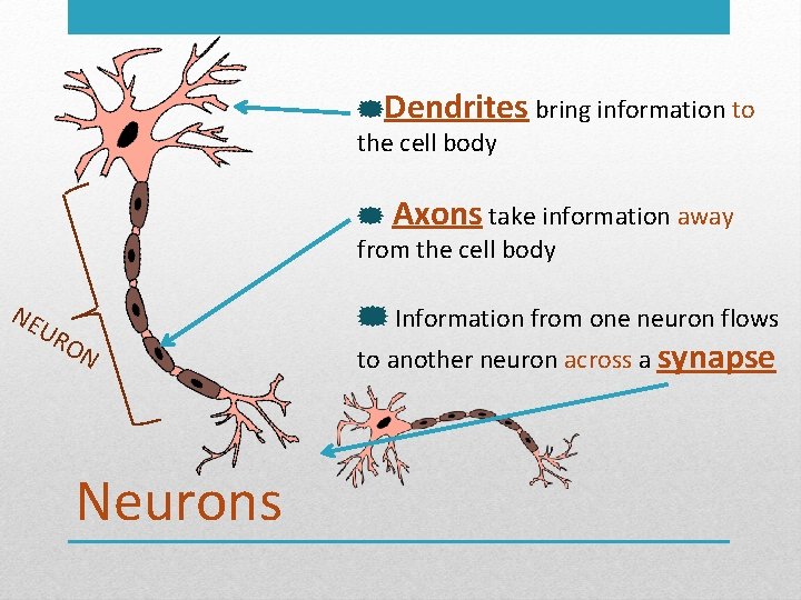  Dendrites bring information to the cell body Axons take information away from the