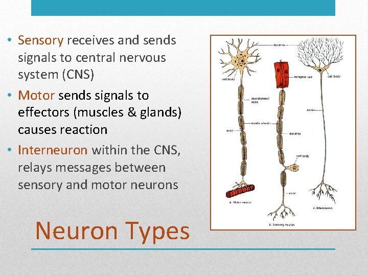  • Sensory receives and sends signals to central nervous system (CNS) • Motor