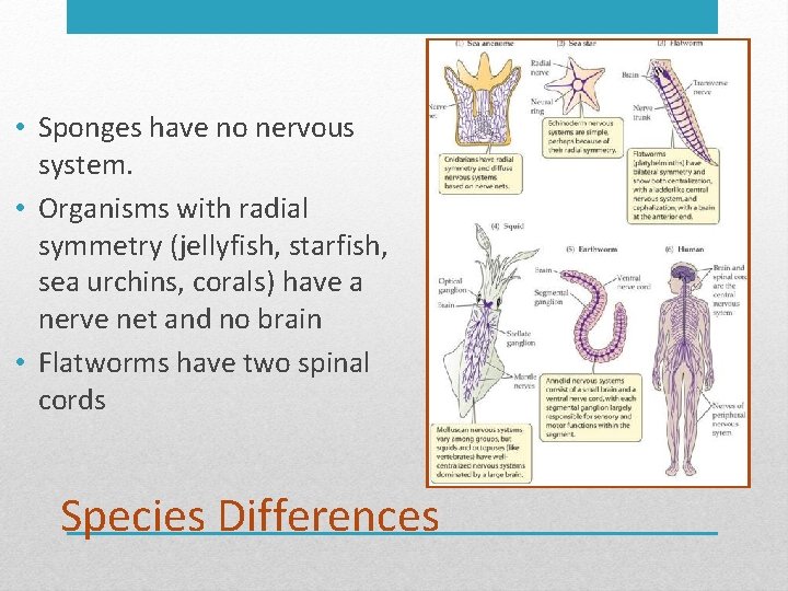  • Sponges have no nervous system. • Organisms with radial symmetry (jellyfish, starfish,