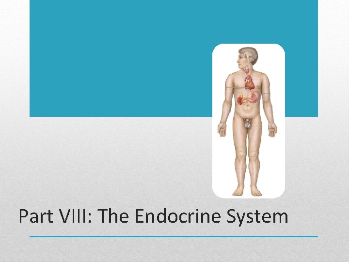 Part VIII: The Endocrine System 