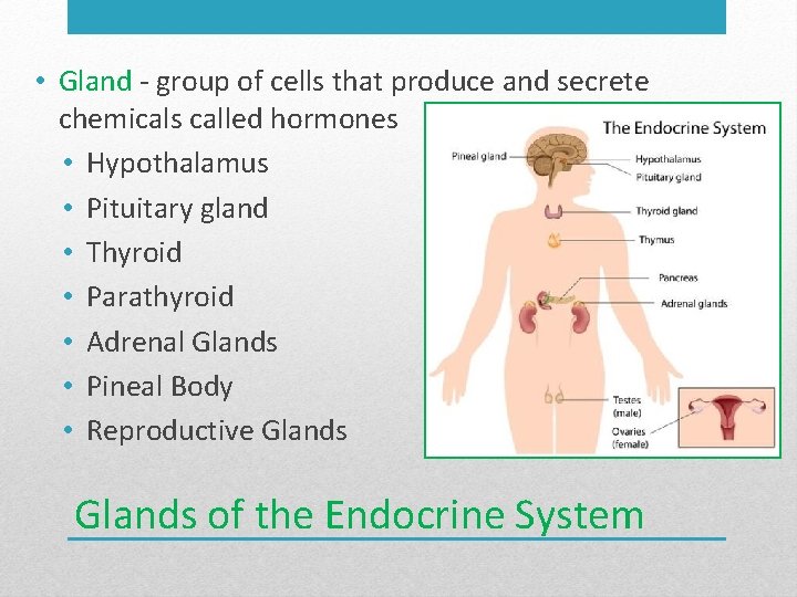  • Gland - group of cells that produce and secrete chemicals called hormones