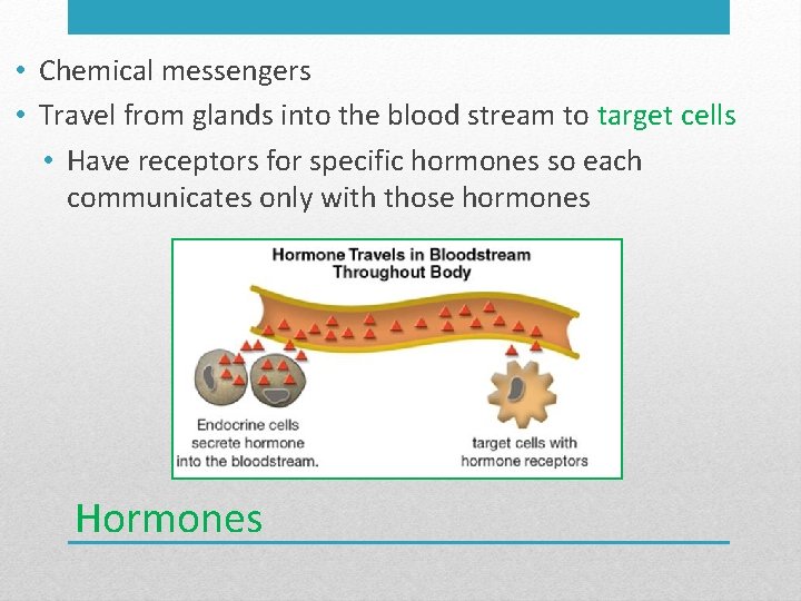  • Chemical messengers • Travel from glands into the blood stream to target