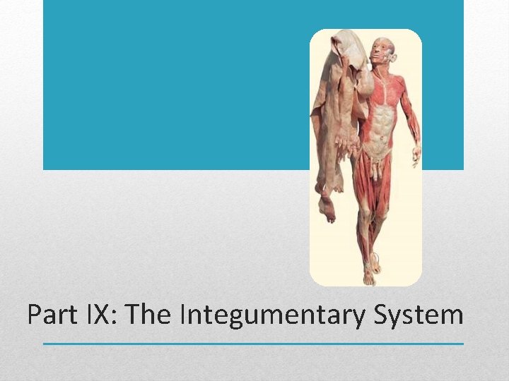 Part IX: The Integumentary System 