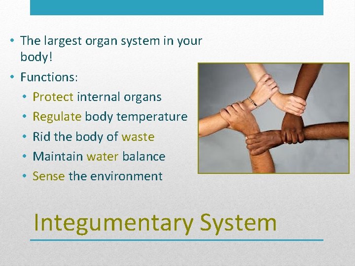  • The largest organ system in your body! • Functions: • Protect internal