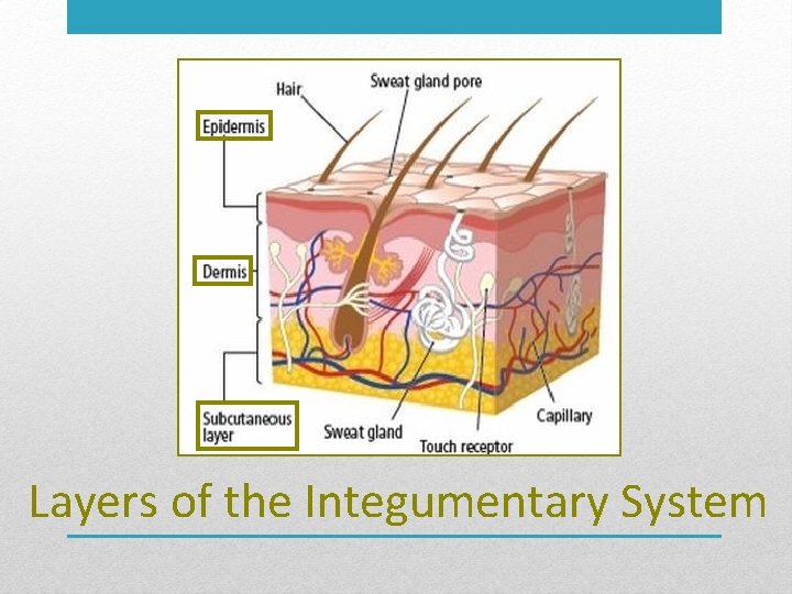 Layers of the Integumentary System 