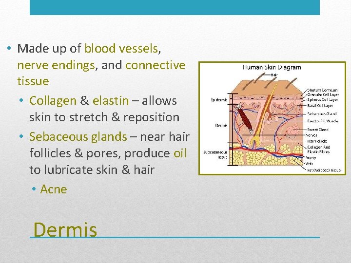  • Made up of blood vessels, nerve endings, and connective tissue • Collagen