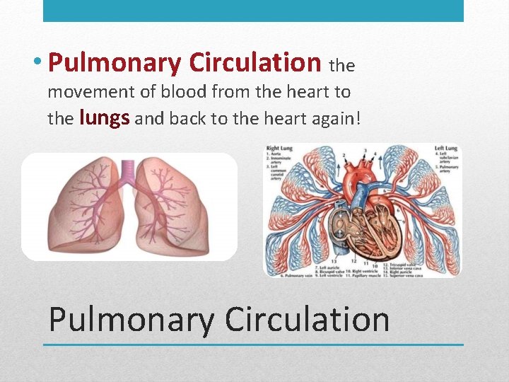  • Pulmonary Circulation the movement of blood from the heart to the lungs