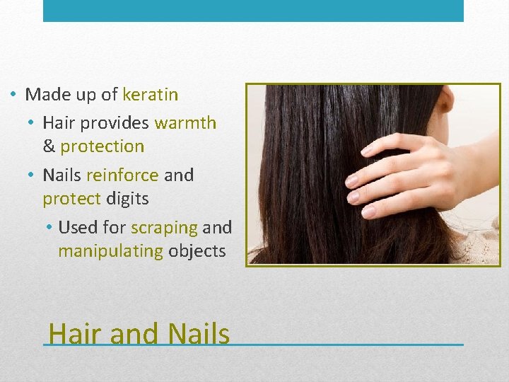  • Made up of keratin • Hair provides warmth & protection • Nails