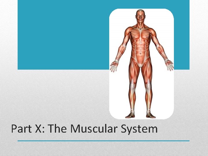 Part X: The Muscular System 