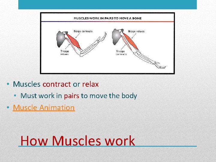  • Muscles contract or relax • Must work in pairs to move the
