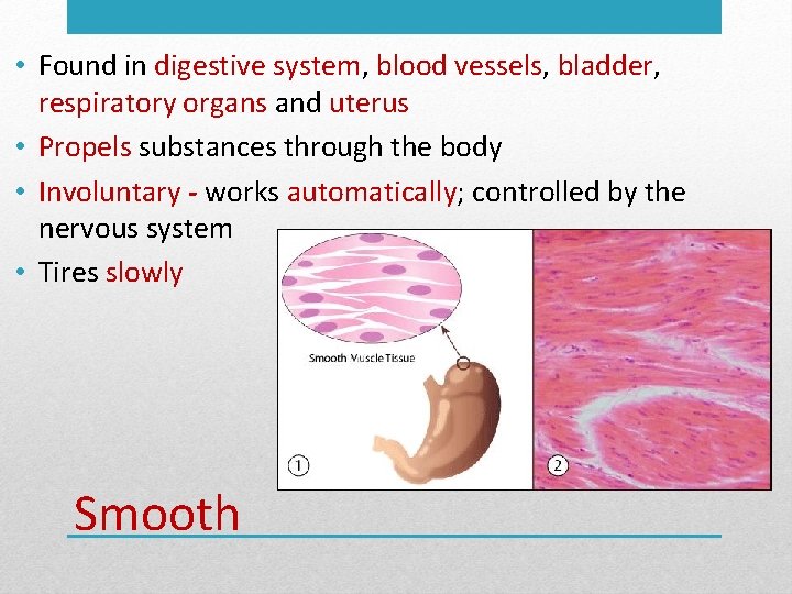  • Found in digestive system, blood vessels, bladder, respiratory organs and uterus •