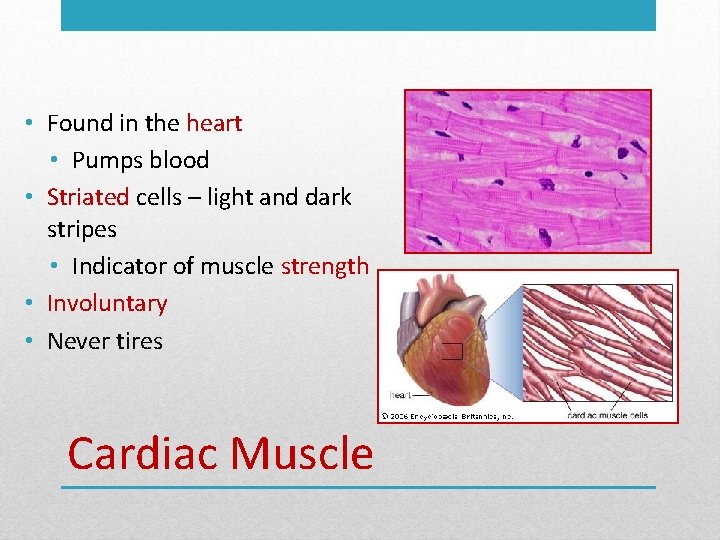  • Found in the heart • Pumps blood • Striated cells – light