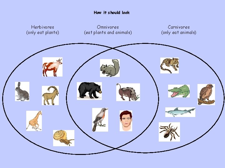 How it should look Herbivores (only eat plants) Omnivores (eat plants and animals) Carnivores