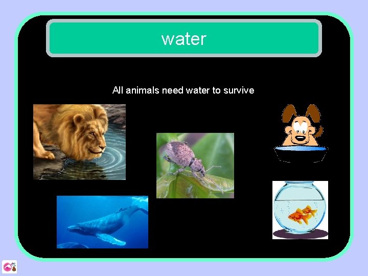 water All animals need water to survive 