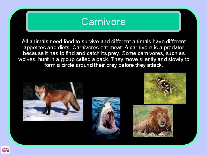 Carnivore All animals need food to survive and different animals have different appetites and