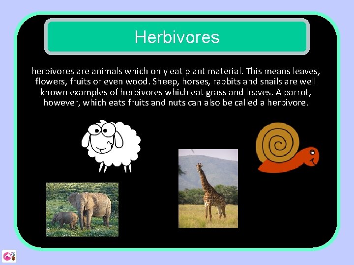 Herbivores herbivores are animals which only eat plant material. This means leaves, flowers, fruits