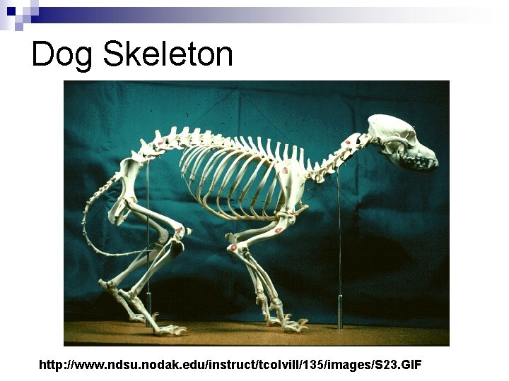 Dog Skeleton http: //www. ndsu. nodak. edu/instruct/tcolvill/135/images/S 23. GIF 