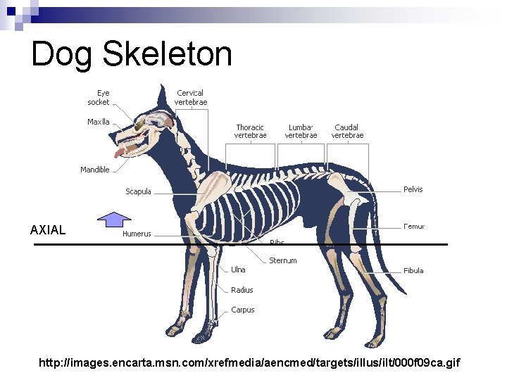 Dog Skeleton AXIAL http: //images. encarta. msn. com/xrefmedia/aencmed/targets/illus/ilt/000 f 09 ca. gif 