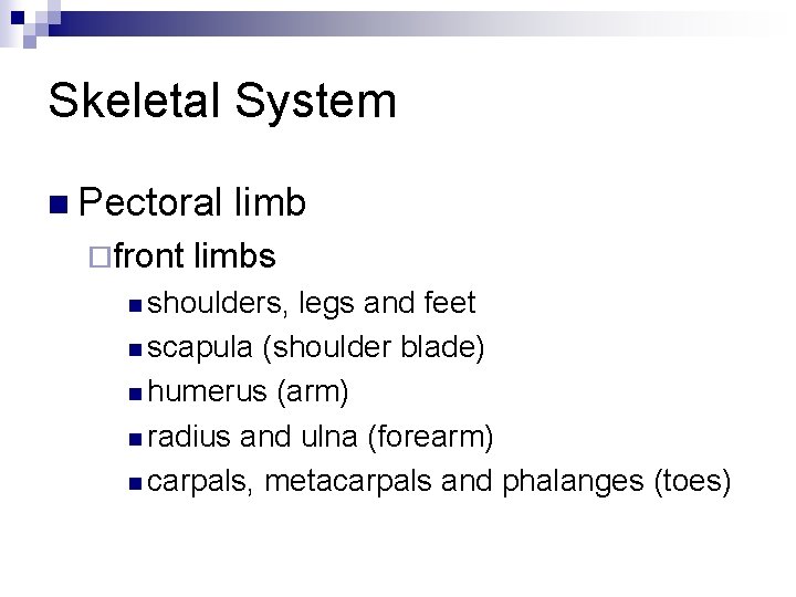 Skeletal System n Pectoral ¨front limbs n shoulders, legs and feet n scapula (shoulder