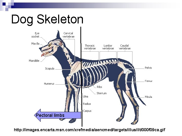 Dog Skeleton Pectoral limbs http: //images. encarta. msn. com/xrefmedia/aencmed/targets/illus/ilt/000 f 09 ca. gif 