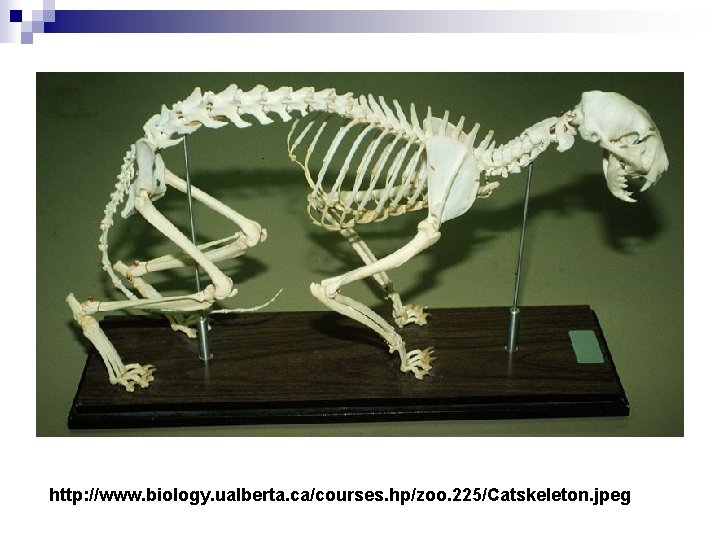 http: //www. biology. ualberta. ca/courses. hp/zoo. 225/Catskeleton. jpeg 