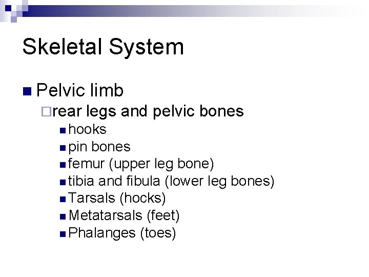 Skeletal System n Pelvic ¨rear limb legs and pelvic bones n hooks n pin