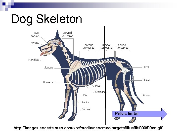 Dog Skeleton Pelvic limbs http: //images. encarta. msn. com/xrefmedia/aencmed/targets/illus/ilt/000 f 09 ca. gif 