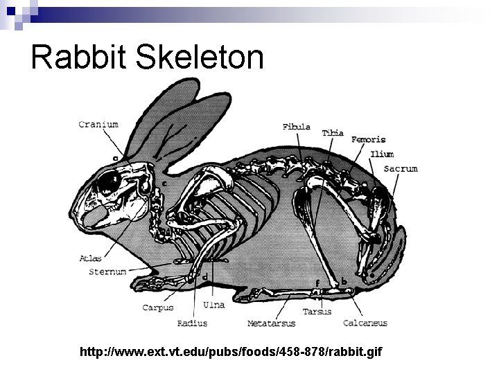 Rabbit Skeleton http: //www. ext. vt. edu/pubs/foods/458 -878/rabbit. gif 