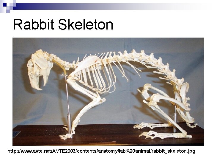 Rabbit Skeleton http: //www. avte. net/AVTE 2003/contents/anatomy/lab%20 animal/rabbit_skeleton. jpg 