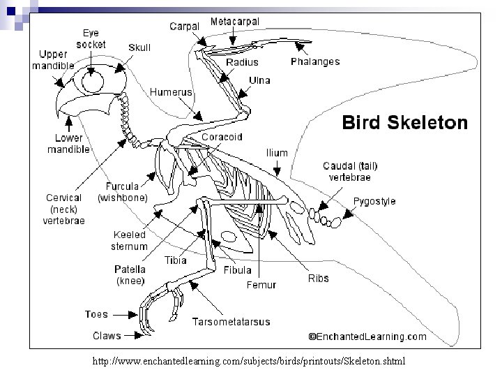 http: //www. enchantedlearning. com/subjects/birds/printouts/Skeleton. shtml 