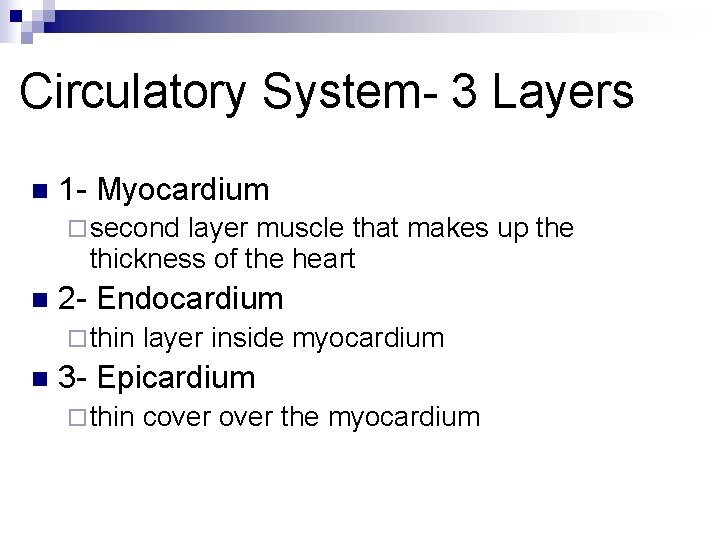 Circulatory System- 3 Layers n 1 - Myocardium ¨ second layer muscle that makes