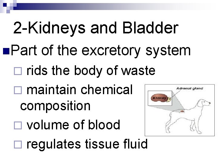 2 -Kidneys and Bladder n. Part of the excretory system rids the body of